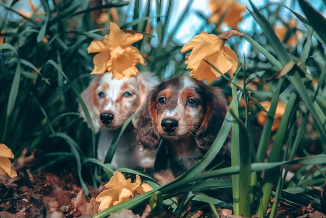Two Dachshund puppies playing in long grass and yellow flowers on a sunny day