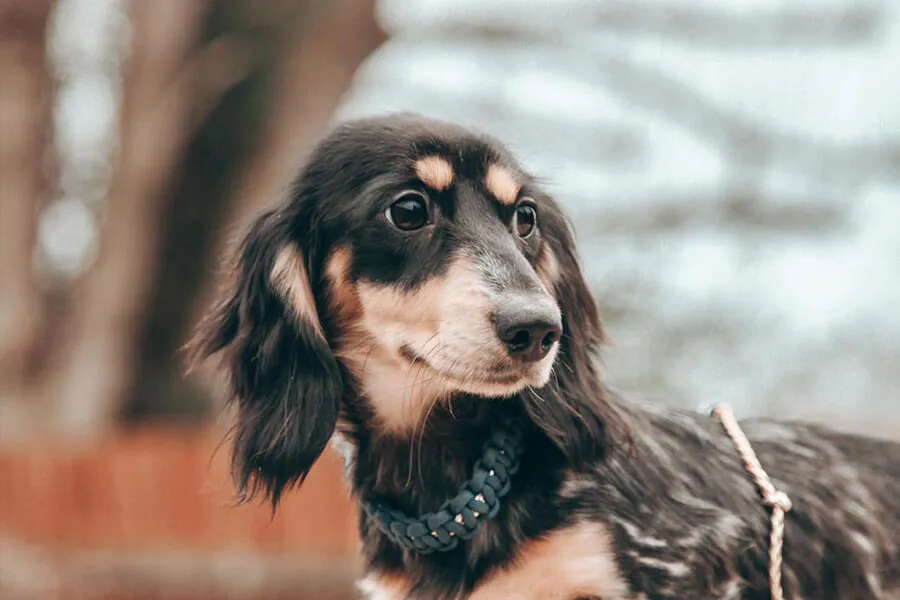 Fiona the dachshund from Cezarblue Kennel